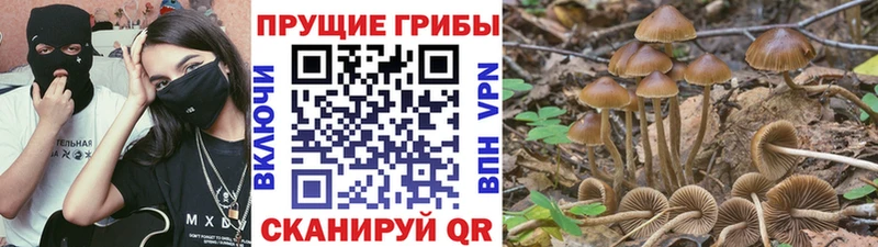Купить где  Сосновоборск  Псилоцибиновые грибы MAGIC MUSHROOMS 